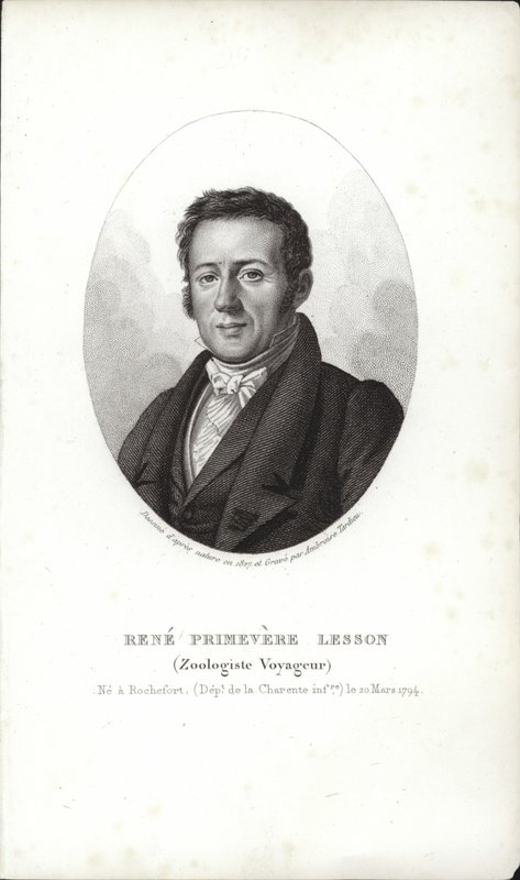 René Primevère Lesson door French School