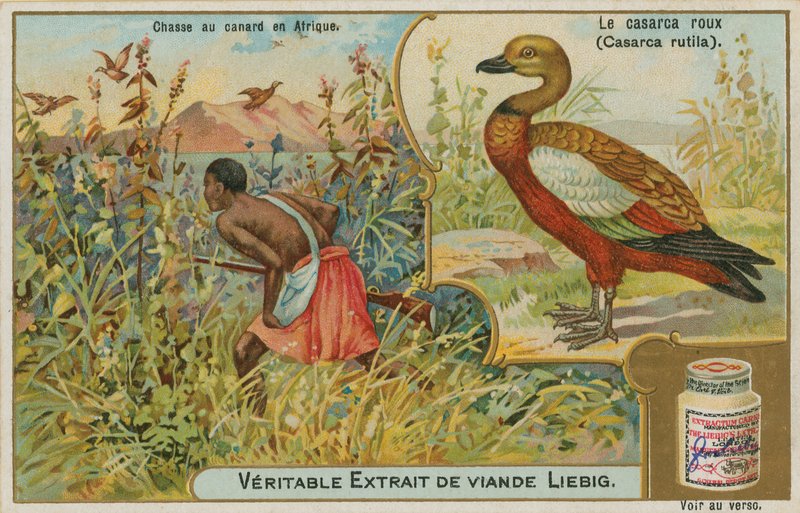 Rode Bergeend; eendenjacht in Afrika door French School