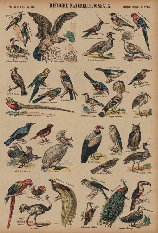 Wilde vogels door French School