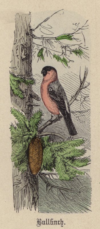 Goudvink door Friedrich Specht