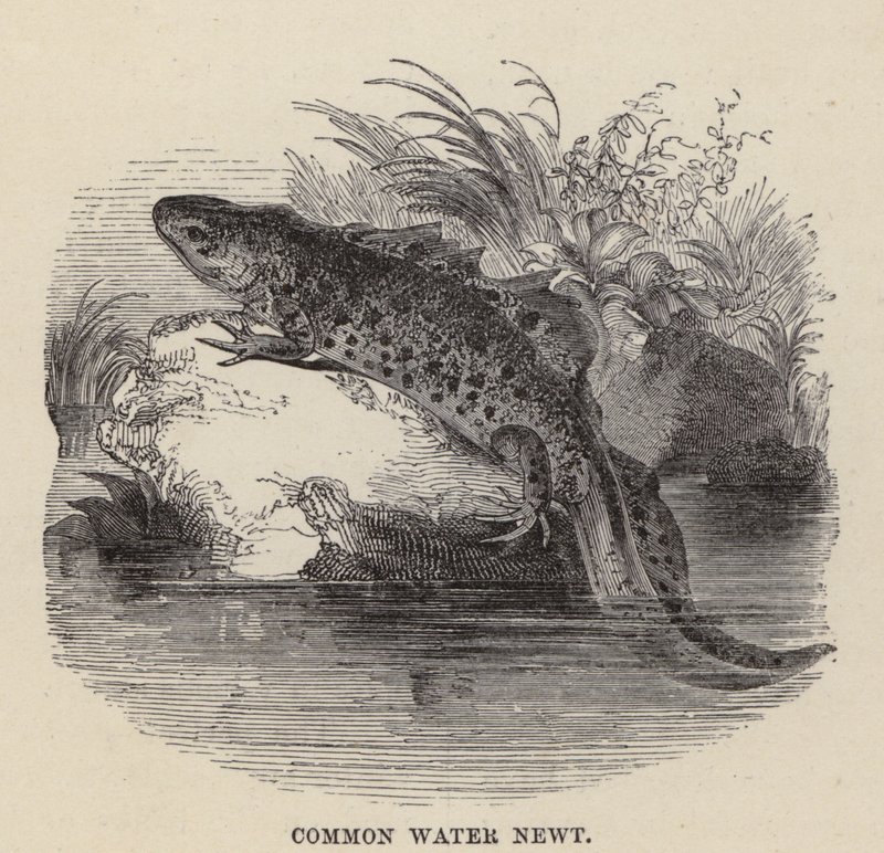 Gewone Watersalamander door Friedrich Specht