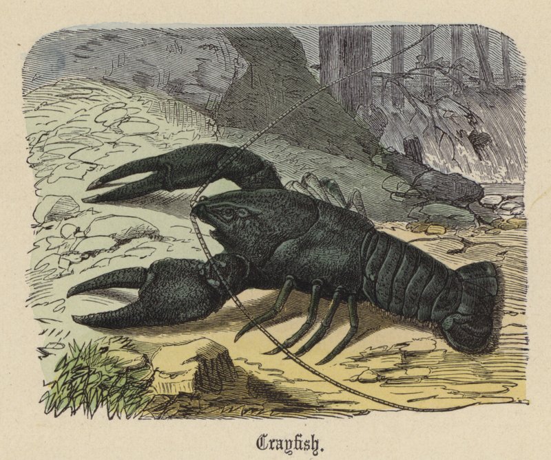 Rivierkreeft door Friedrich Specht