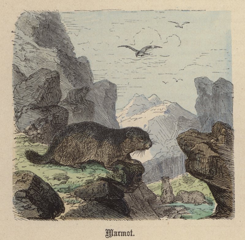 Marmot door Friedrich Specht