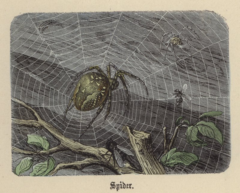 Spin door Friedrich Specht