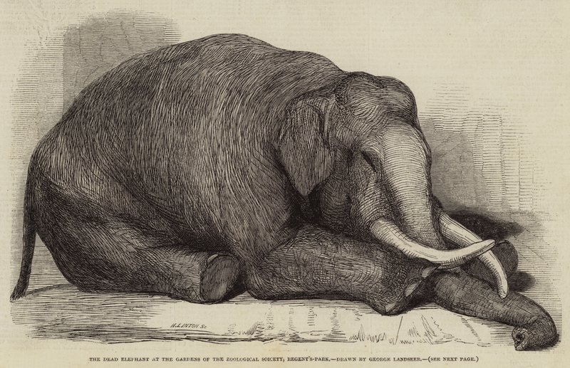 De dode olifant in de tuinen van de Zoological Society, Regent