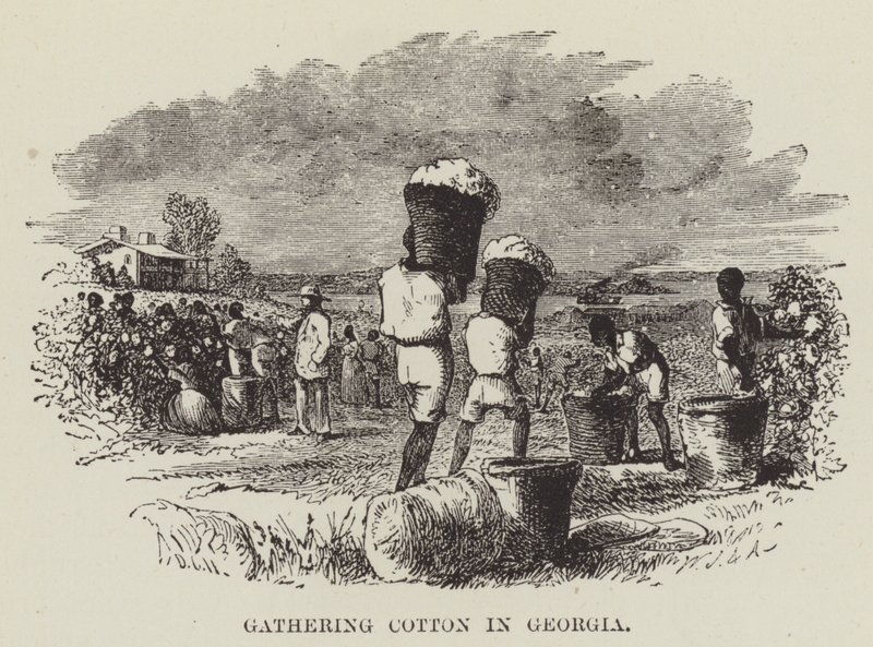 Katoen verzamelen in Georgia door George Augustus Sala