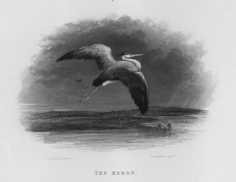 De Reiger door George Lance