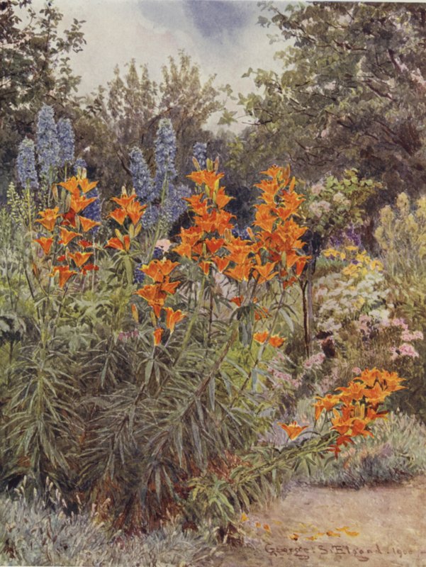 Oranje Lelies en Ridderspoor door George Samuel Elgood