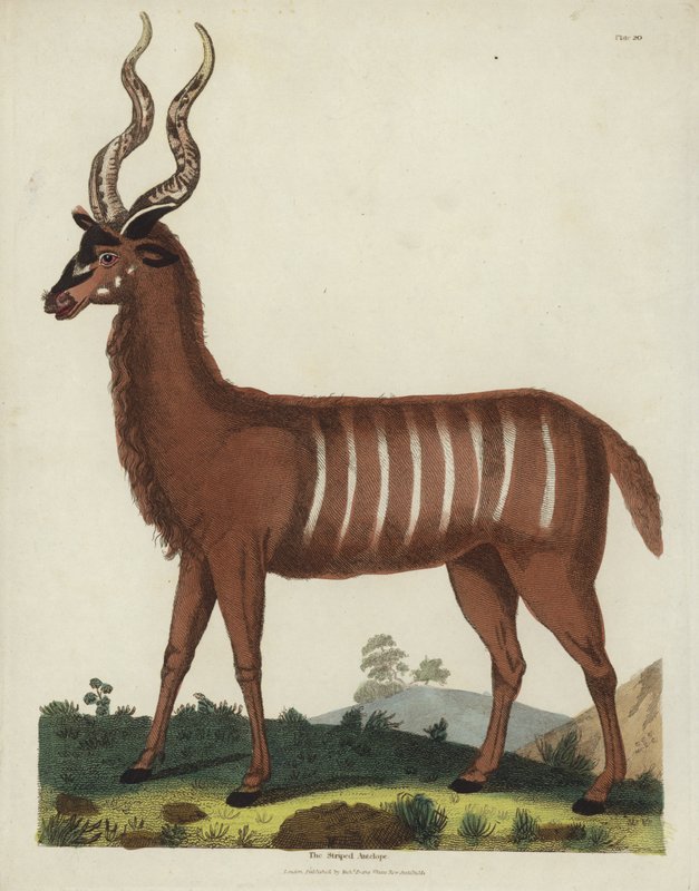 De gestreepte antilope door Georges de Buffon