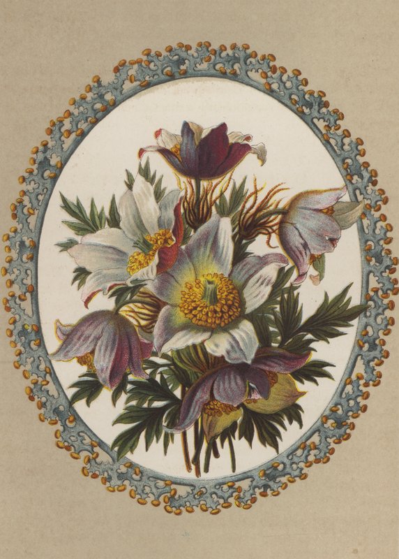 Anemonen (chromolitho) door German School