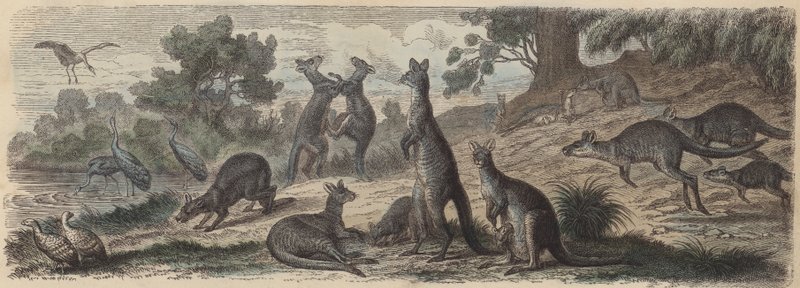 Australische dieren in het wild (gekleurde gravure) door German School