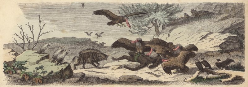 Slagveld in de Sahara (gekleurde gravure) door German School