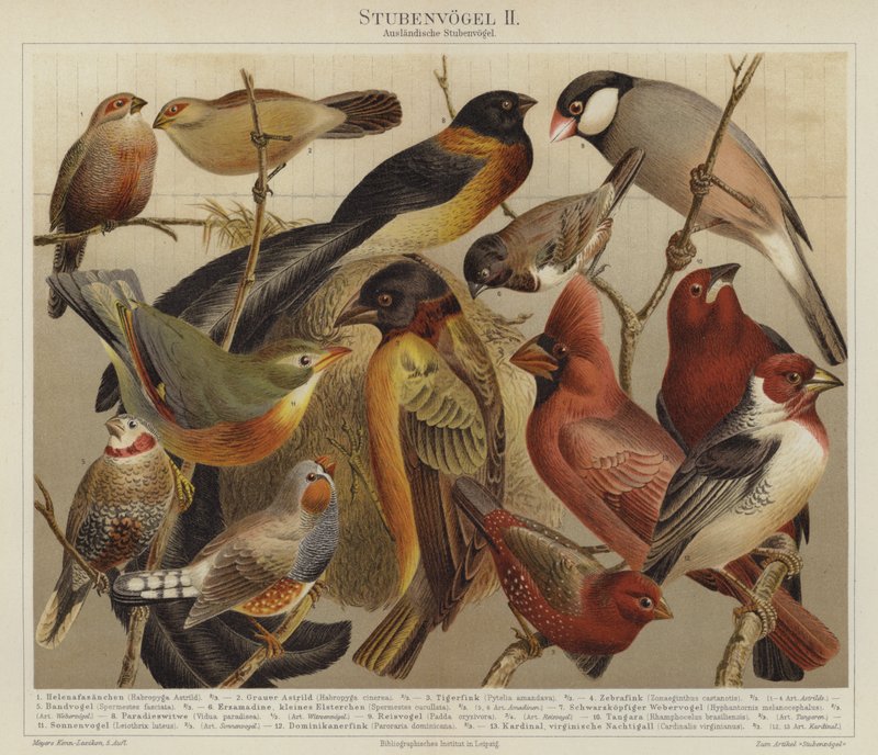 Vogels door German School