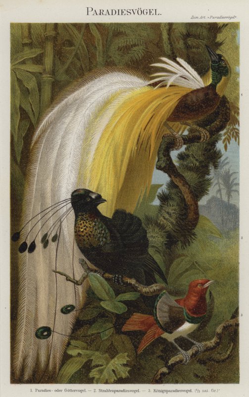 Paradijsvogels door German School