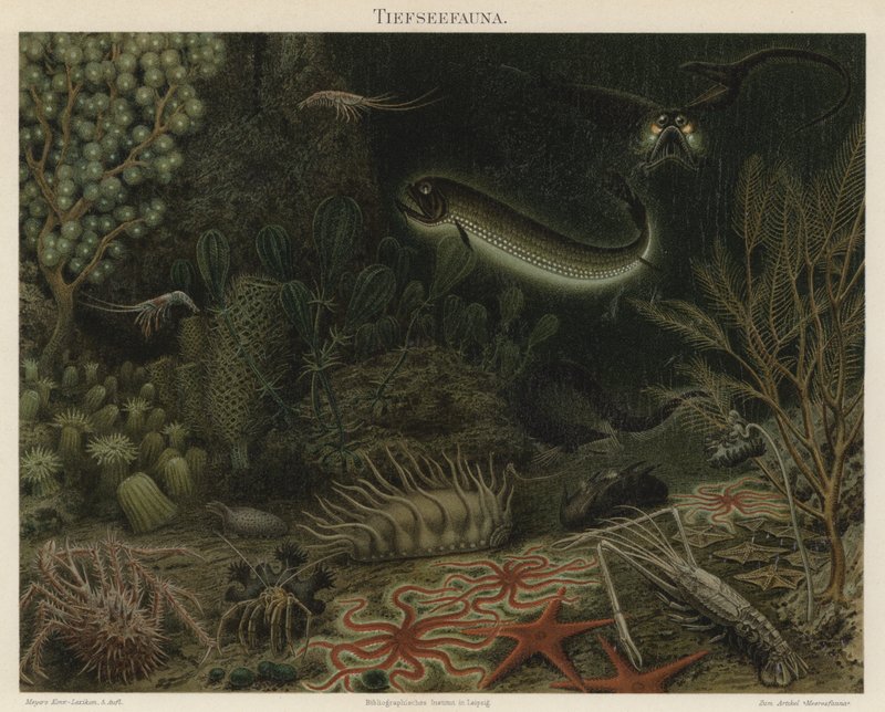 Diepzee fauna door German School