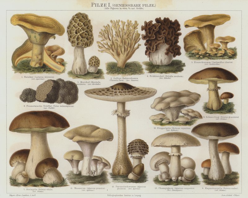 Eetbare Paddenstoelen door German School