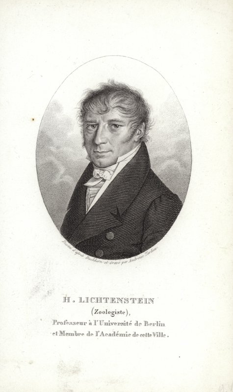 Martin Lichtenstein door German School