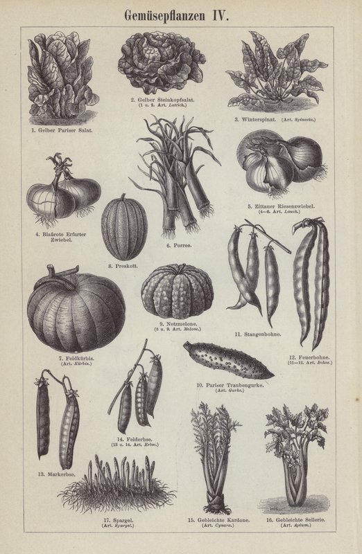 Groenten (gravure) door German School