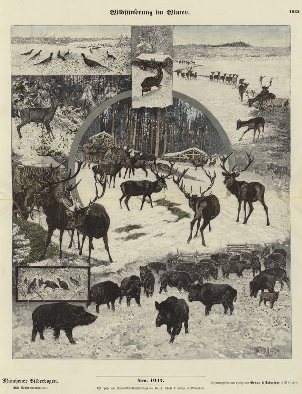 Wild Voeren in de Winter door German School