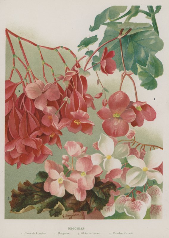 Begonia