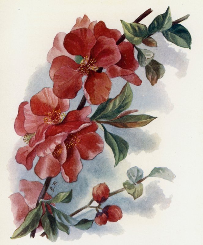 Cydonia Japnonica v Cardinalis door Gertrude Hamilton