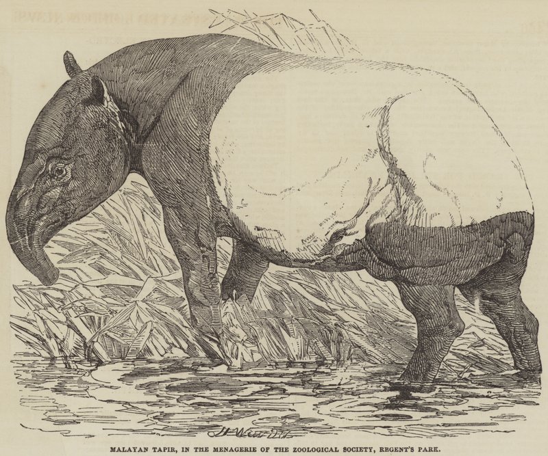 Maleise tapir, in de menagerie van de Zoological Society, Regent