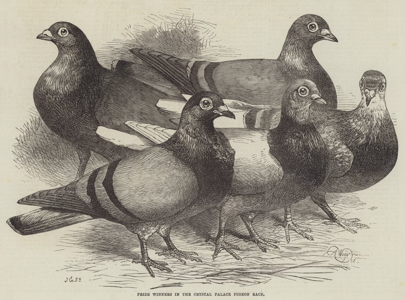 Prijswinnaars in de Crystal Palace duivenrace door Harrison William Weir