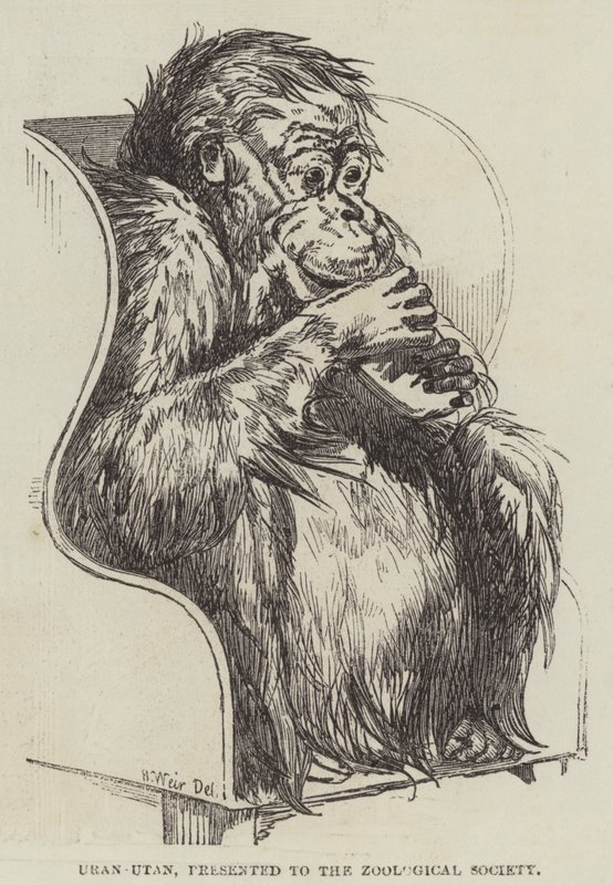 Uran-Oetan, gepresenteerd aan de Zoological Society door Harrison William Weir