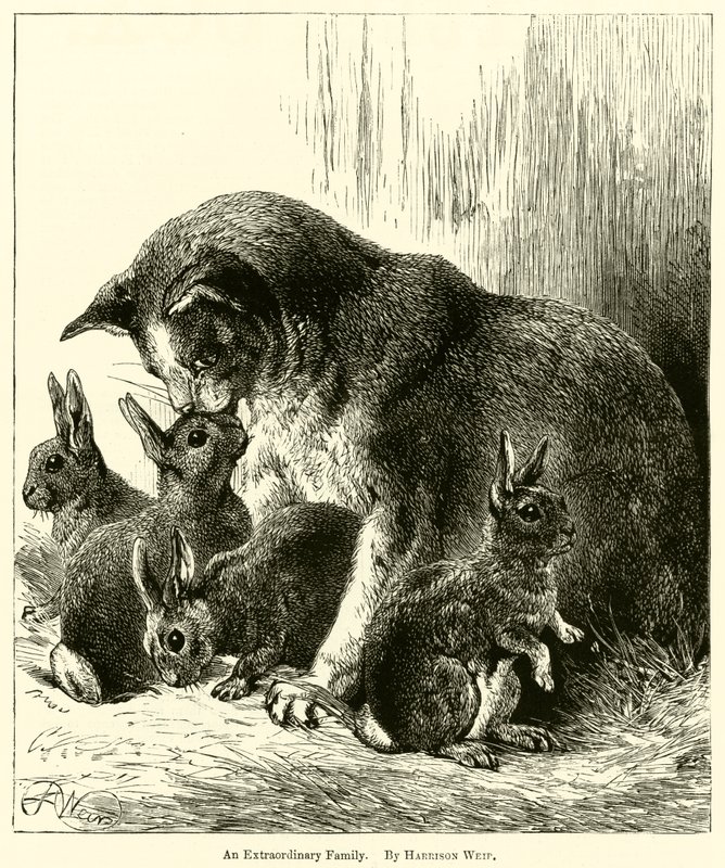Een Buitengewoon Gezin door Harrison William Weir