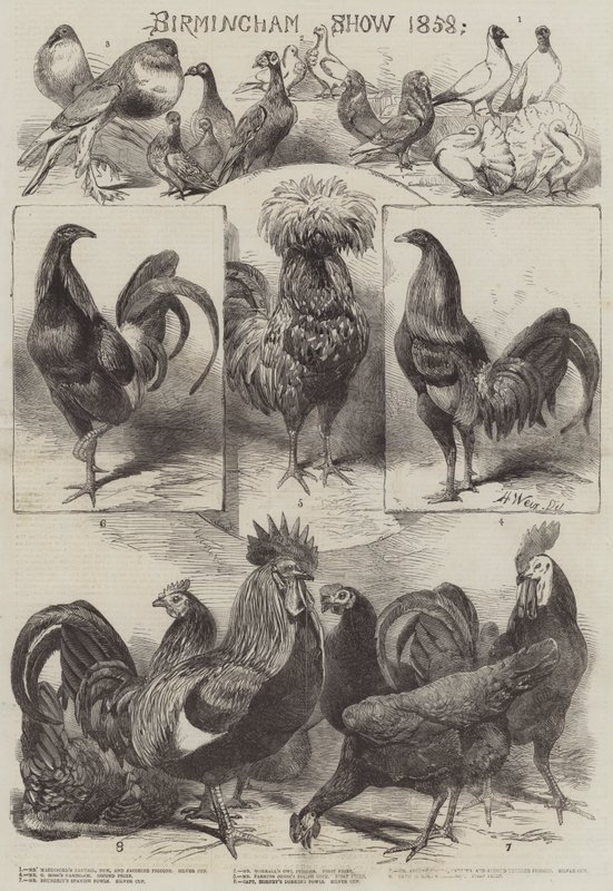 Birmingham Show 1858 door Harrison William Weir