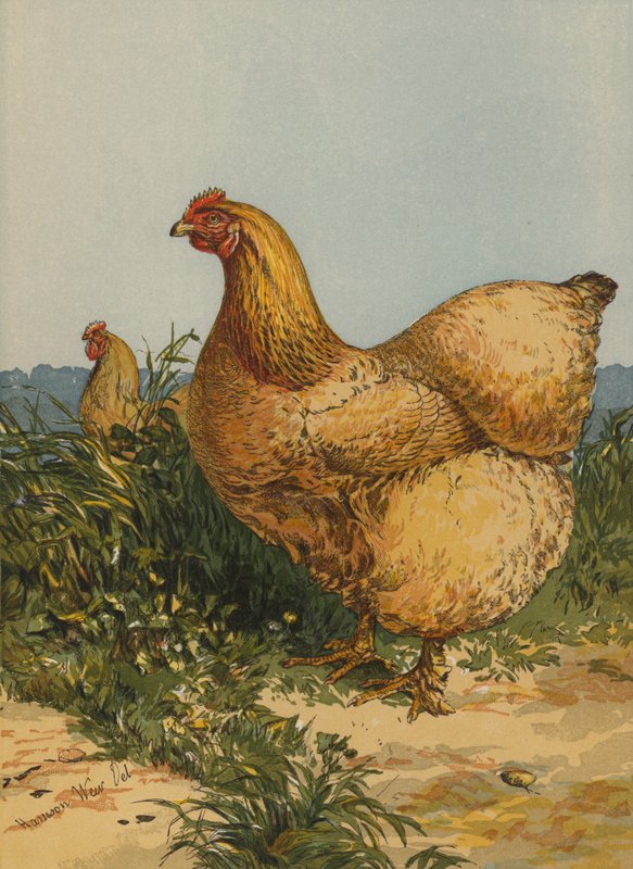 Buff Cochin Hen door Harrison William Weir