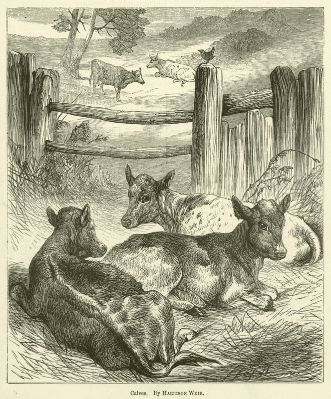 Kalveren door Harrison William Weir