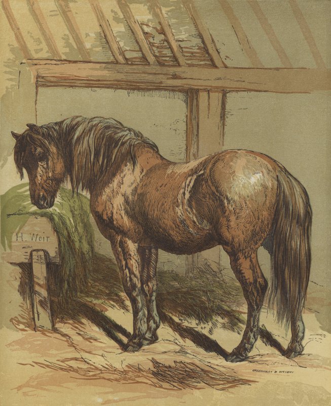 Charlie, het paard door Harrison William Weir