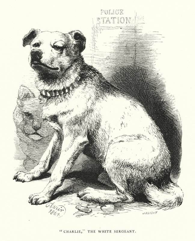 "Charlie," de Witte Sergeant door Harrison William Weir