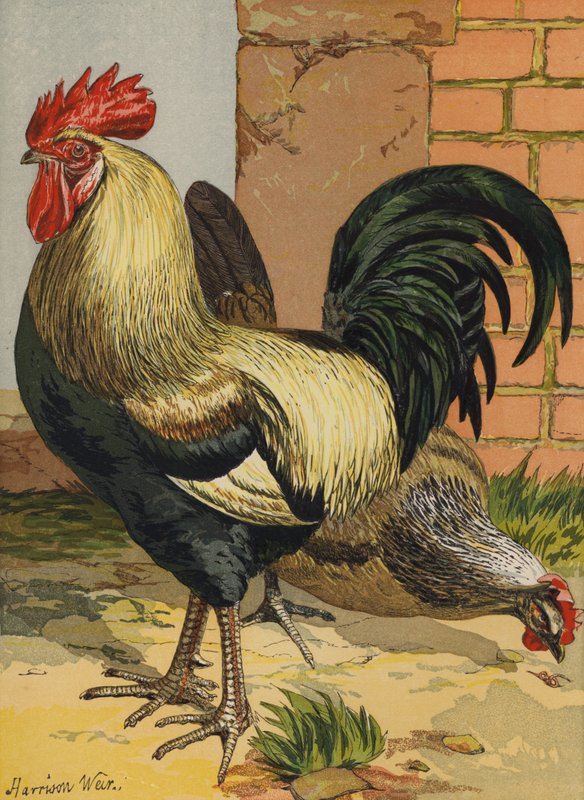 Gekleurde Dorkings door Harrison William Weir