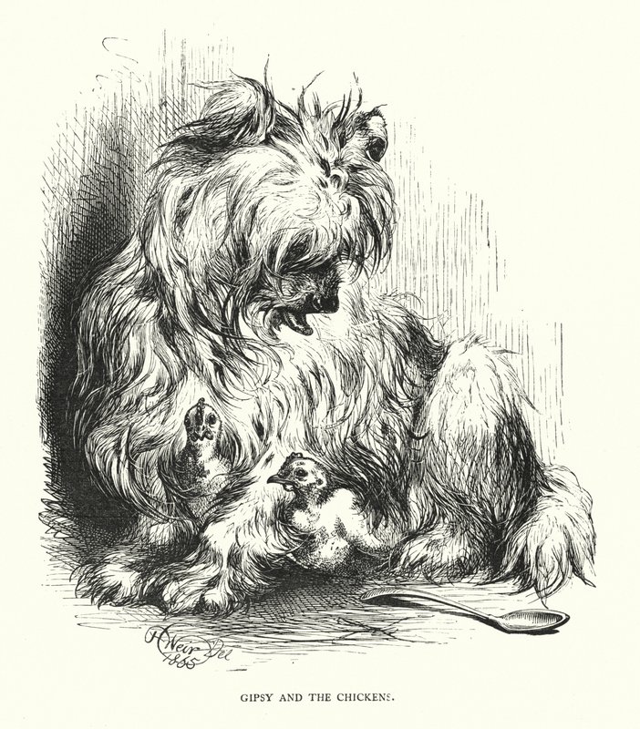 Zigeuner en de kip door Harrison William Weir