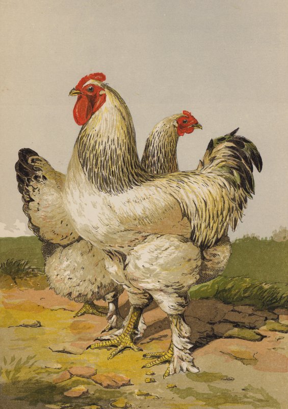 Lichte Brahma