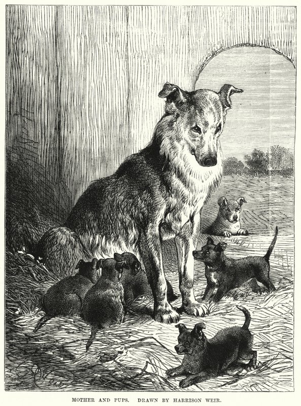 Moeder en pups door Harrison William Weir