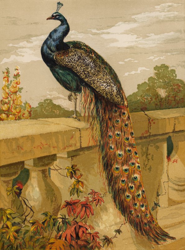 Pauw door Harrison William Weir