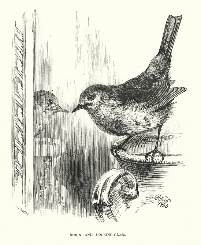 Robin en de Spiegel (gravure) door Harrison William Weir