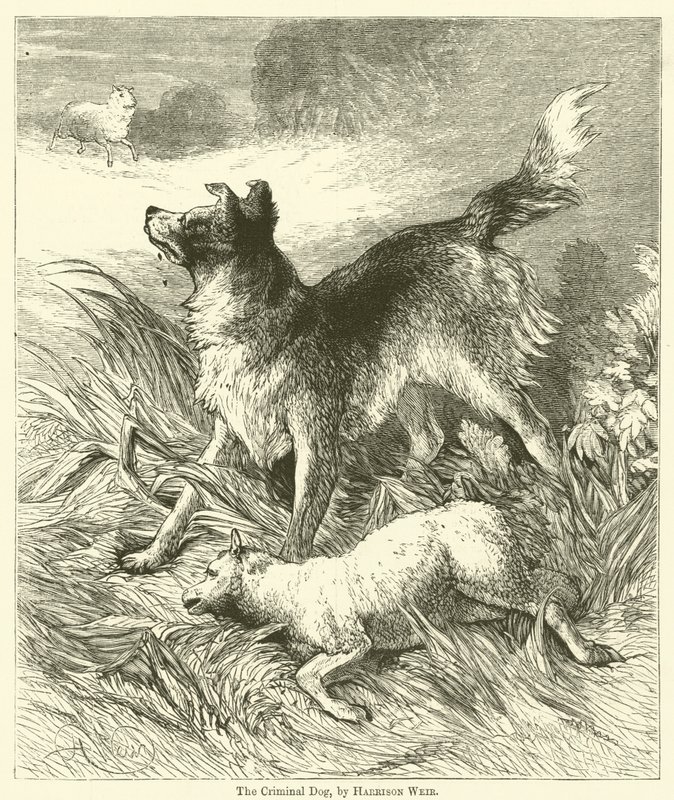 De criminele hond door Harrison William Weir