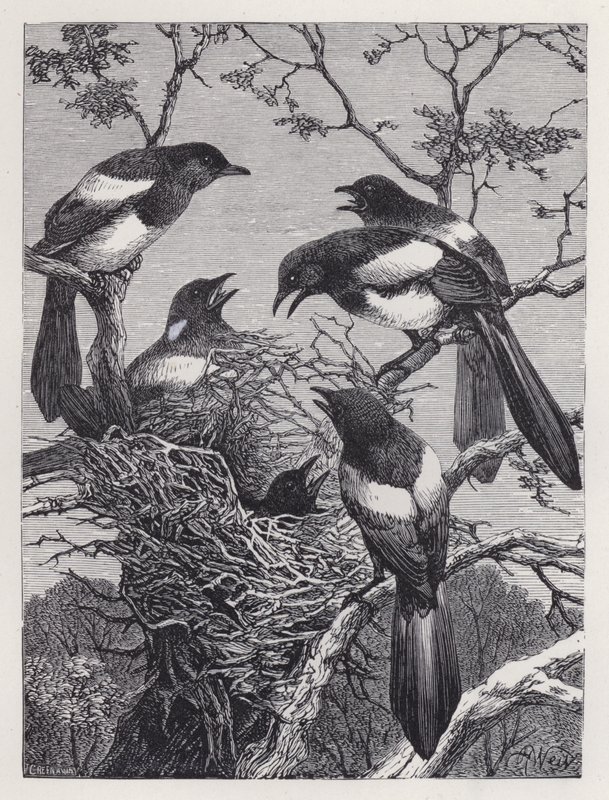 De eksters en hun nest (gravure) door Harrison William Weir