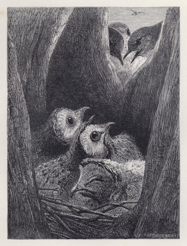 Het nest van jonge uilen door Harrison William Weir
