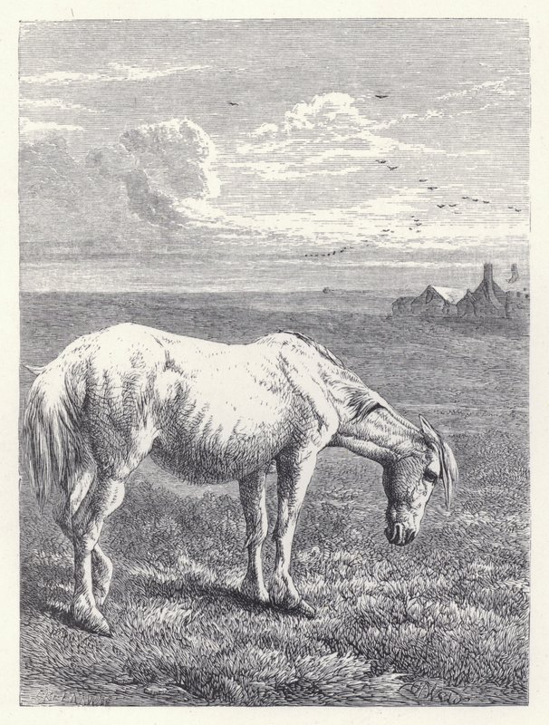 Het oude paard door Harrison William Weir