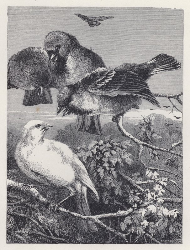 De vervolgde kanarie (gravure) door Harrison William Weir