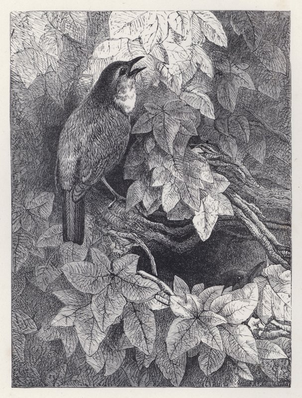 Het nest van de roodborstjes (gravure) door Harrison William Weir
