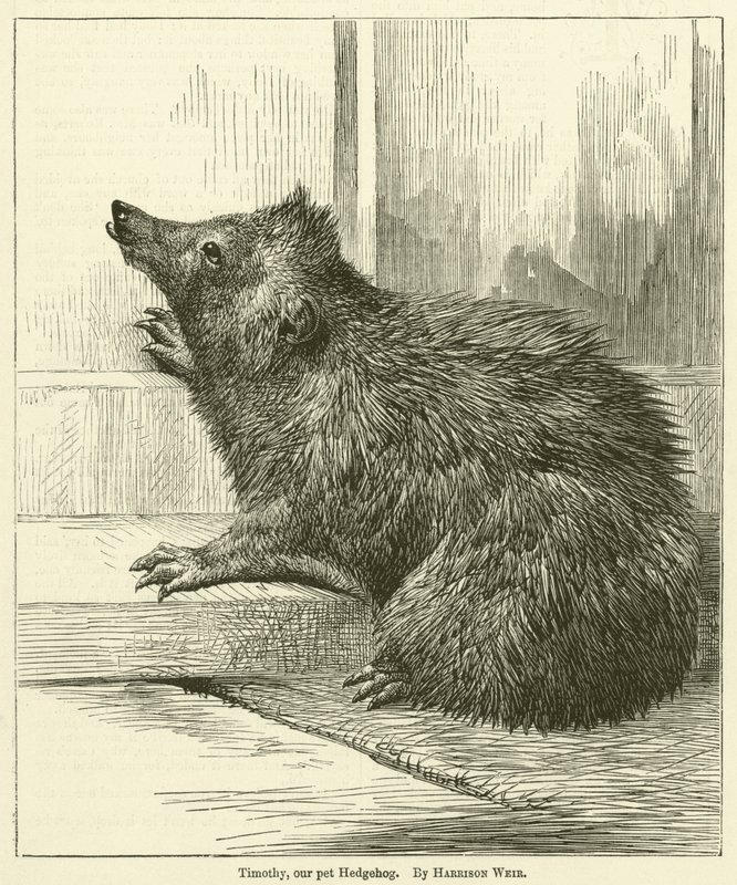 Timothy, onze huis-egel door Harrison William Weir