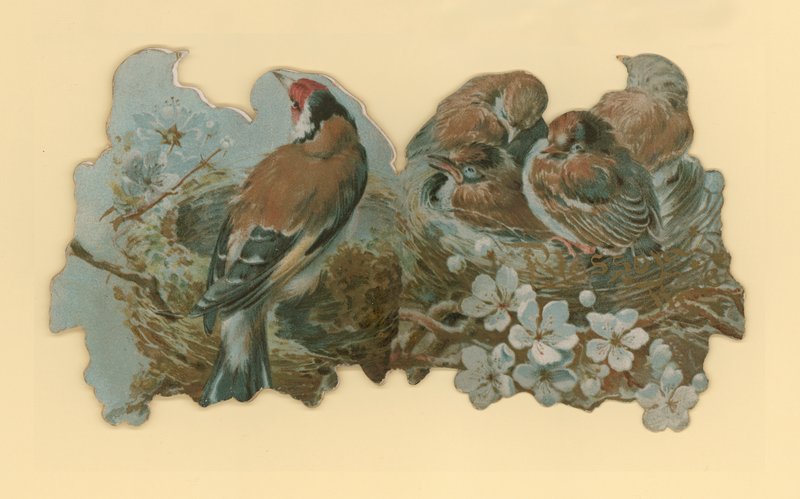 Vogels door Hector Giacomelli