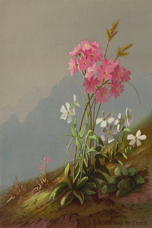 Bergbloemen door Helga von Cramm