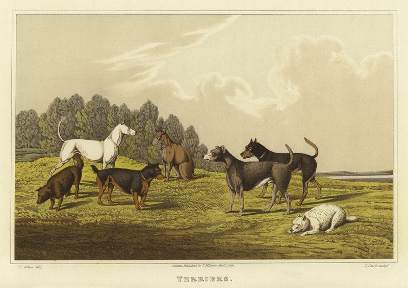 Terriërs door Henry Thomas Alken